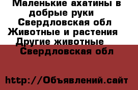 Маленькие ахатины в добрые руки) - Свердловская обл. Животные и растения » Другие животные   . Свердловская обл.